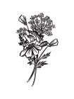 Wildflower Sketch I Art Print