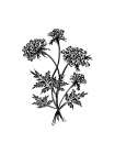 Wildflower Sketch II Art Print