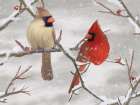 Winter Perch I Art Print