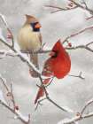 Winter Perch II Art Print