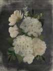 Gilded Hydrangeas Art Print
