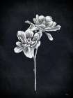 Magnolia Stem Art Print