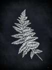 Fern Stem Minimalist Print