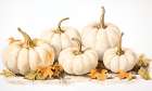 Autumn Arrangement Art Print