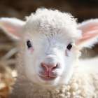 Cuddly Lamb Art Print
