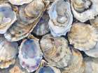 Oyster Shellabration Art Print
