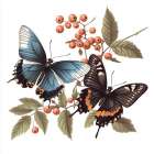 Butterfly Dance Art Print
