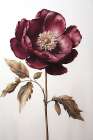 Regal Bloom Art Print