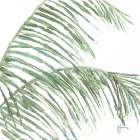 Two Palm Fronds I Art Print
