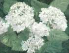 White Hydrangeas Art Deco Print