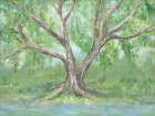 River Birch Art Print