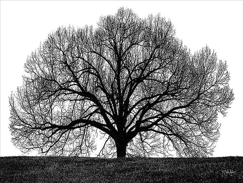 The Tree Landscape Print