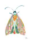 Fancy Moth II Art Print