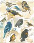 Tennessee Birds Art Print