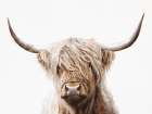 Resting Cowface Art Print