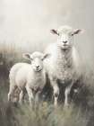 Meadow Sheep Art Print