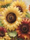 Sunflower Variety Art Print