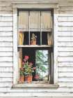 Window Geraniums Art Print