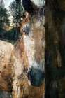 Just Behind the Pole Art Print