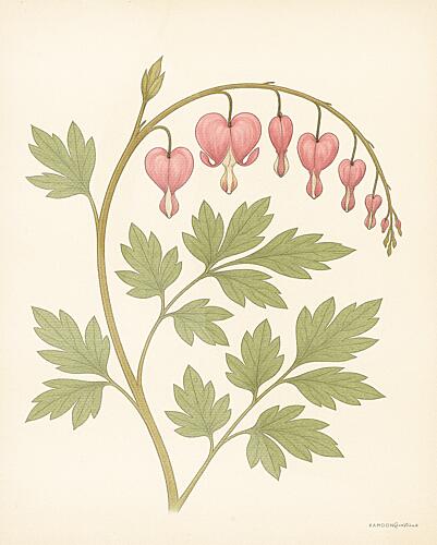 Bleeding Hearts Botanical Art Print