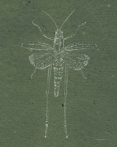 Now Climb Young Grasshopper Art Print by Kamdon Kreations