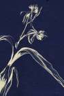 Curtsey Minimalist Print