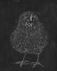 Farm to Walls Chicken Art Print