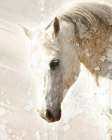 Mottled Art Print