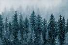 The Frozen Pines Art Print