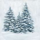 Winter Evergreen Trio Art Print