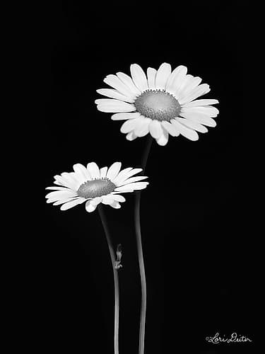 Pair of Daisies Art Print