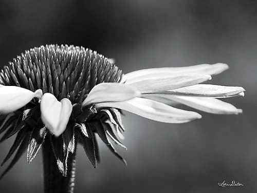 Coneflower Art Print