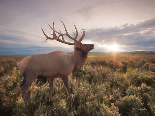 Jackson Sunrise with Elk Art Print