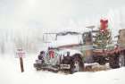 Wyoming Tree Farm Art Print