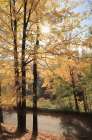Autumn Light at Letchworth Art Print