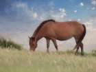 Assataegue Horse Art Print