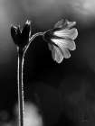 Black and White Flower Art Print