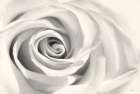 Rose II Art Print