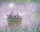 Lavender Basket Art Print