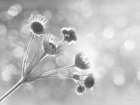Wild Flowers I Art Print