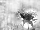 Wild Flowers II Art Print