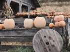 Pumpkin Market Art Print