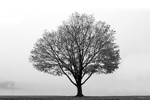 Flying Solo Landscape Print