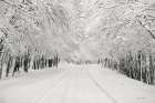 Snowbound Art Print