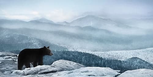 Cascade Mountain Bear Art Print