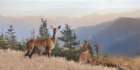 Cascade Mountain Deer Art Print