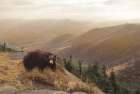 Bear Country Art Print