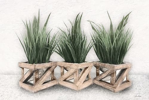 Planter Trio Photography Print