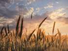 Summer Field Art Print