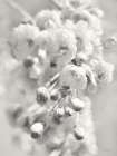 Painted Blossoms II Art Print